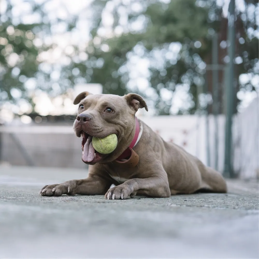 Pit Bull 05.webp